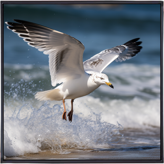 GULL'S GAZE I | Australian Animal Artwork for Every Style and Space