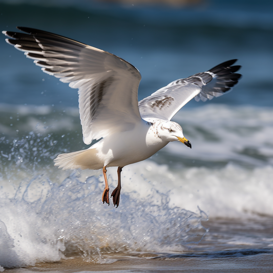 GULL'S GAZE I