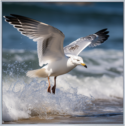GULL'S GAZE I