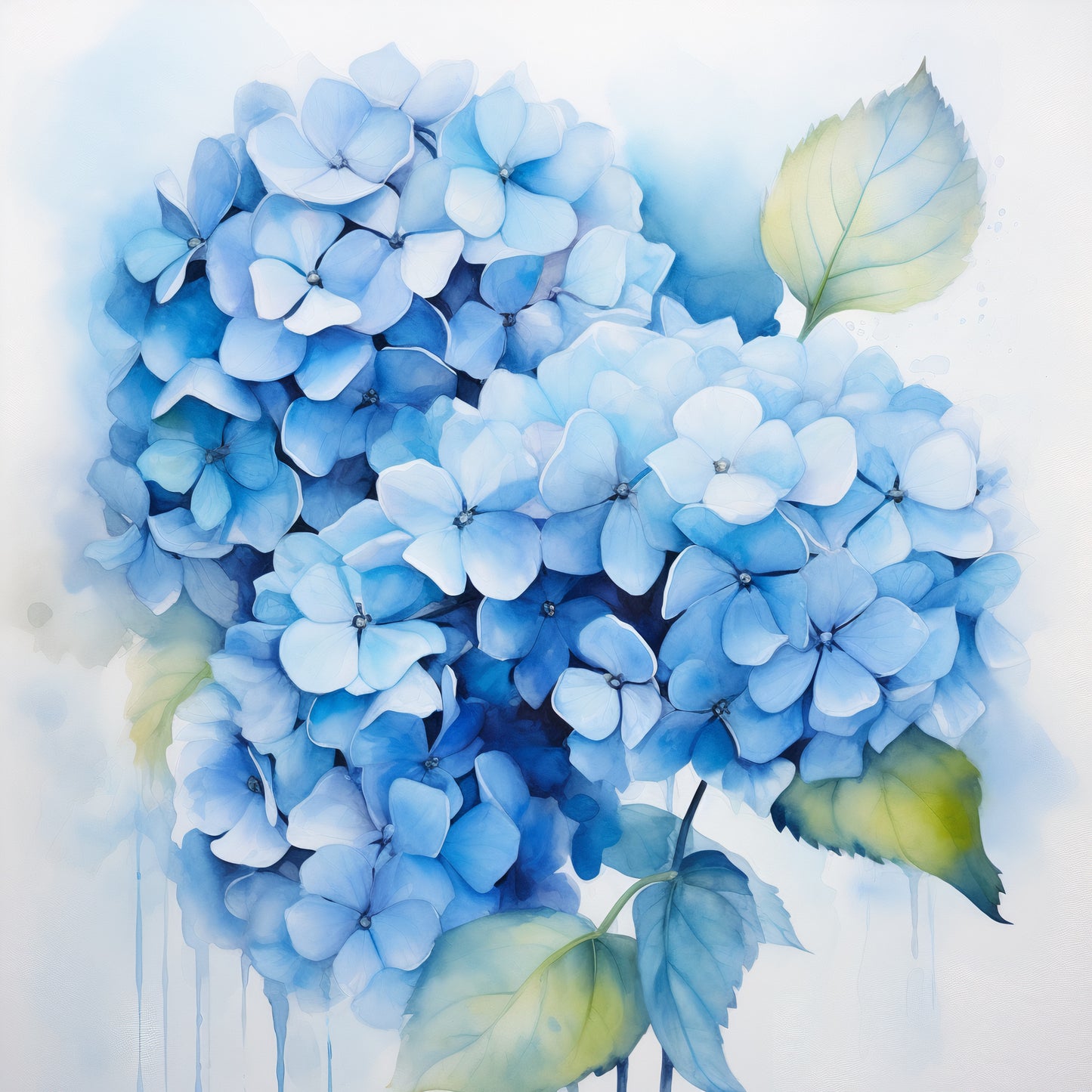 HYDRANGEA I